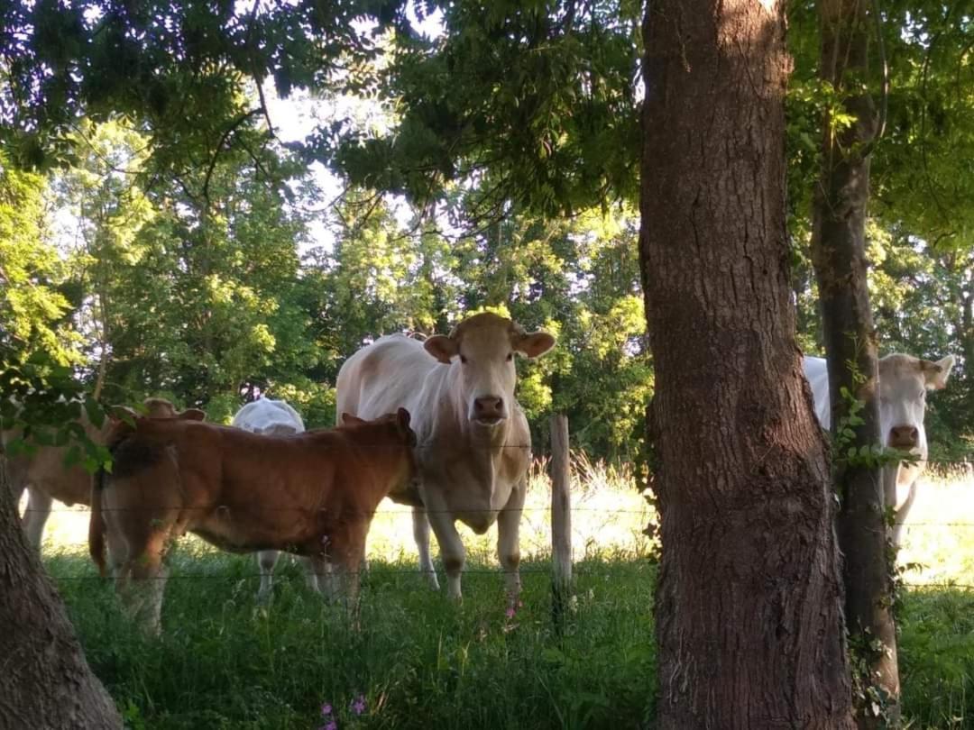 La Cabane Perchee Du Trappeur Écrainville Εξωτερικό φωτογραφία